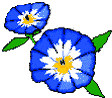 Une belle fleur bleue